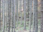 Piatra ovala - Lacul Sfanta Ana Ursul urs